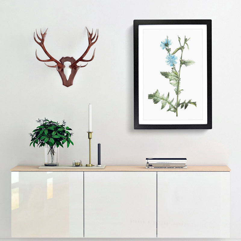 Chicory Flowers by Pierre-Joseph Redoute - Picture Frame Painting Print, Black Framed, 36cm H x 27cm W x 2cm D