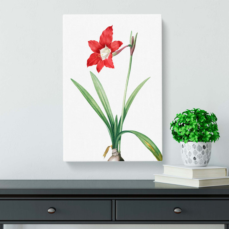 An Amaryllis Flower - Wrapped Canvas, 50cm H x 35cm W x 3cm D