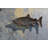 Metal Trinket Dish +