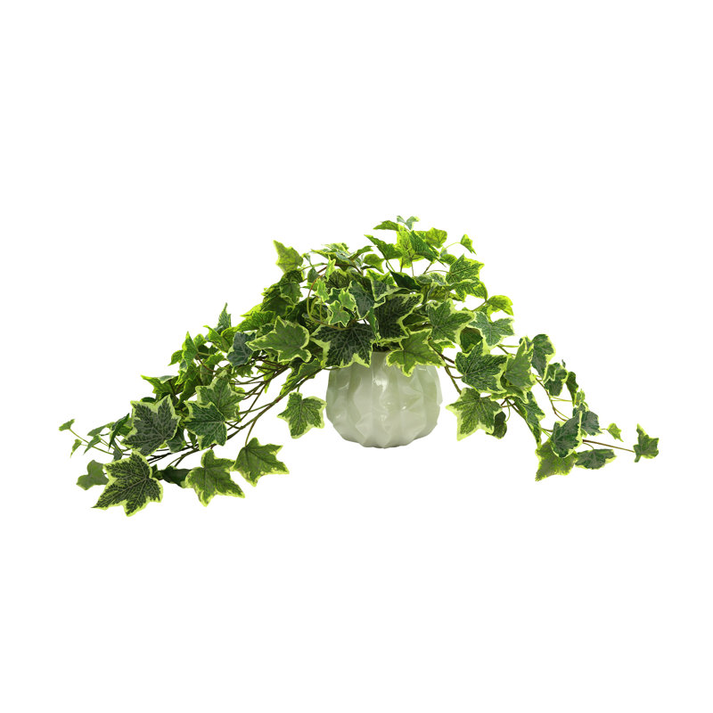 Plante de 13 po