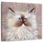 Chaton Brampt Seal Point-109227241