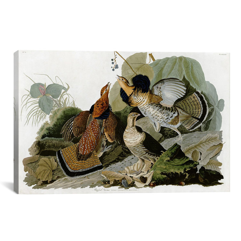 «Ruffed Grouse» par John James Audubon, impression sur toile, H 40 po x l 60 po x P 1,5 po, Toile tendue, Pas de tapis