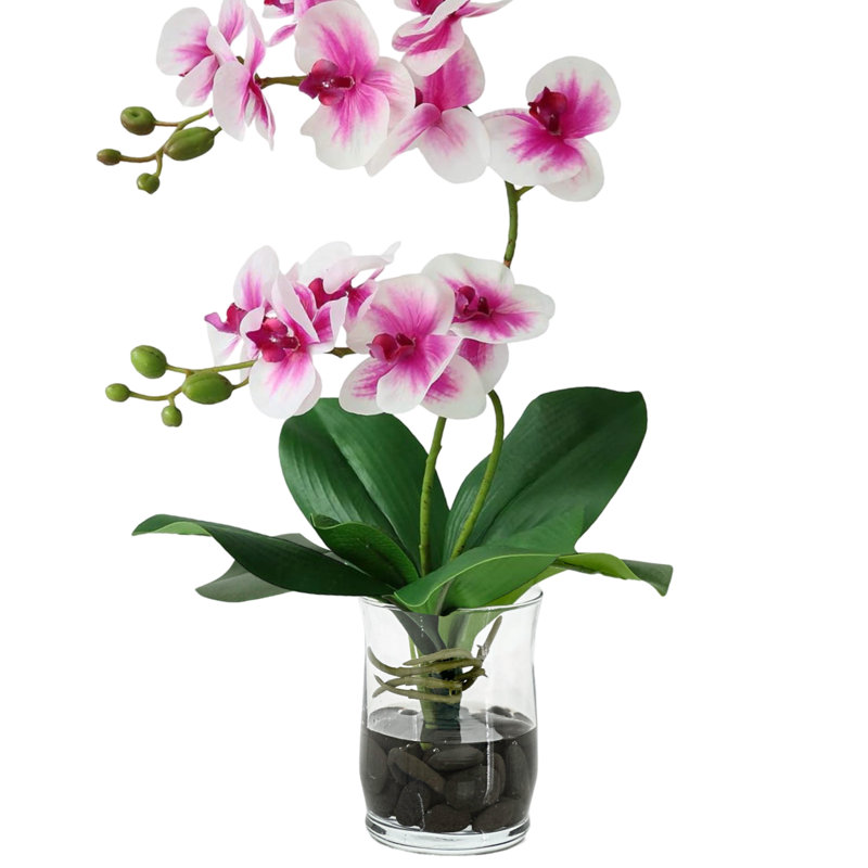 Double orchidée phalaenopsis, arrangement floral, Rose ombragé
