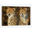 «Cheetah Brothers», impression sur toile-33109192-72397176-72397168