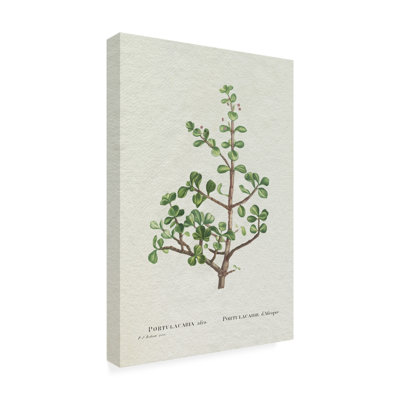 «Redoute Succulent IV» sur toile
