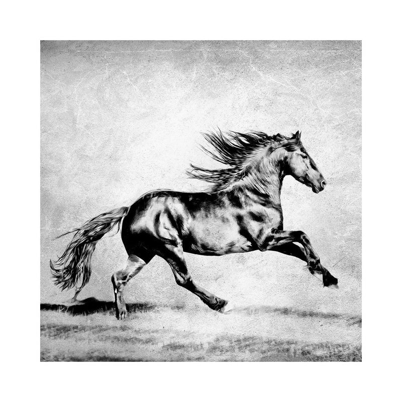 B&W Horses II by PHBurchett - Wrapped Canvas Painting, 66.04 cm H x 66.04 cm W x 1.91 cm D
