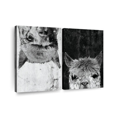 Alpaga lama noir et blanc, reproduction sur toile