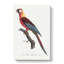 Cuban Macaw Parrot by Sarah Featon - Wrapped Canvas Painting-55342510