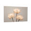 Plantes et fleurs Trois fleurs de lotus blanches sur fond gris-1223874740