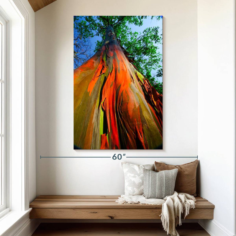 Eucalyptus arc-en-ciel, H 51 po x l 34 po