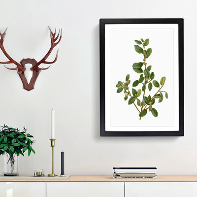 Italian Buckthorn Tree by Pierre-Joseph Redoute - Framed Print
