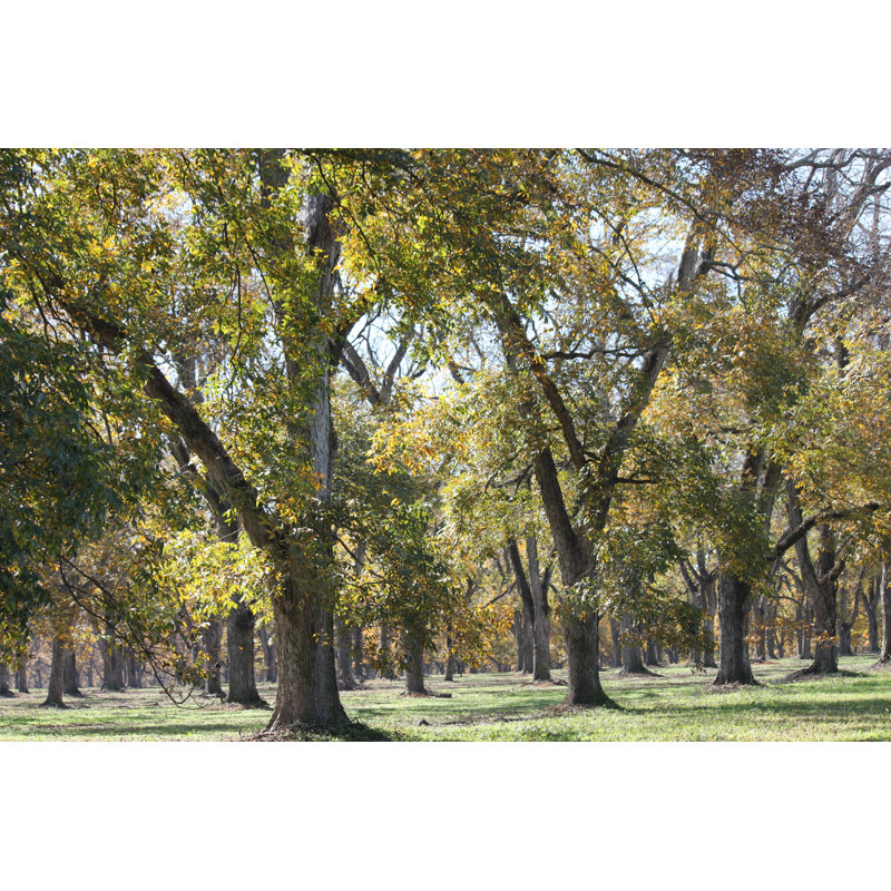 Pecan Trees Farm - Wrapped Canvas Print, 30cm H x 46cm W