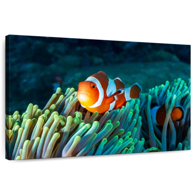 Brampt Frowning Clownfish