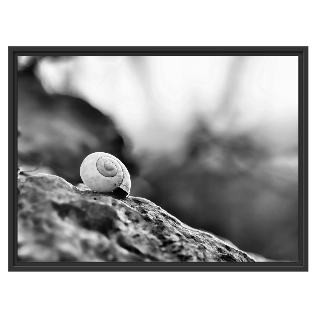 Gerahmtes Wandbild kleine Schnecke auf Stein