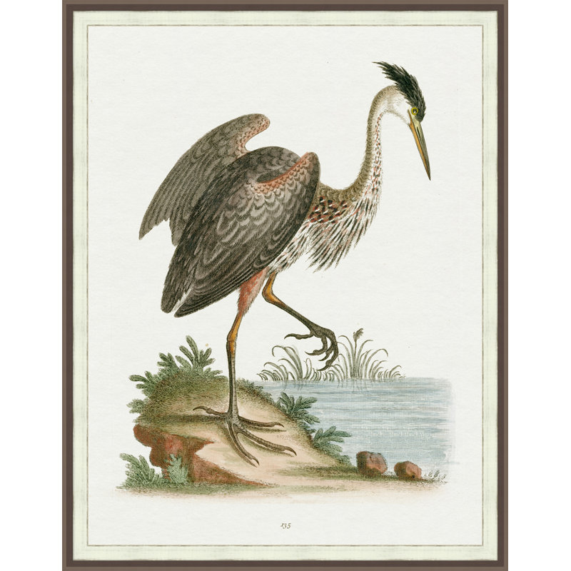 Regal Heron, reproduction d'art graphique encadrée 2 po