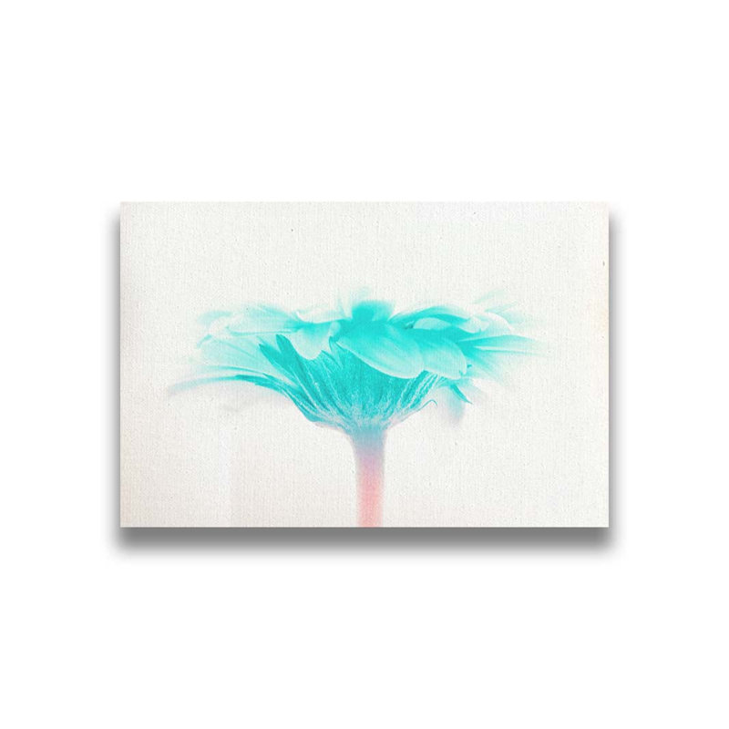 Gradient Gerbera par Hal Halli. Impression sur papier - Montée et encadrée avec de l'acrylique transparent, H 34 po x l 49 po