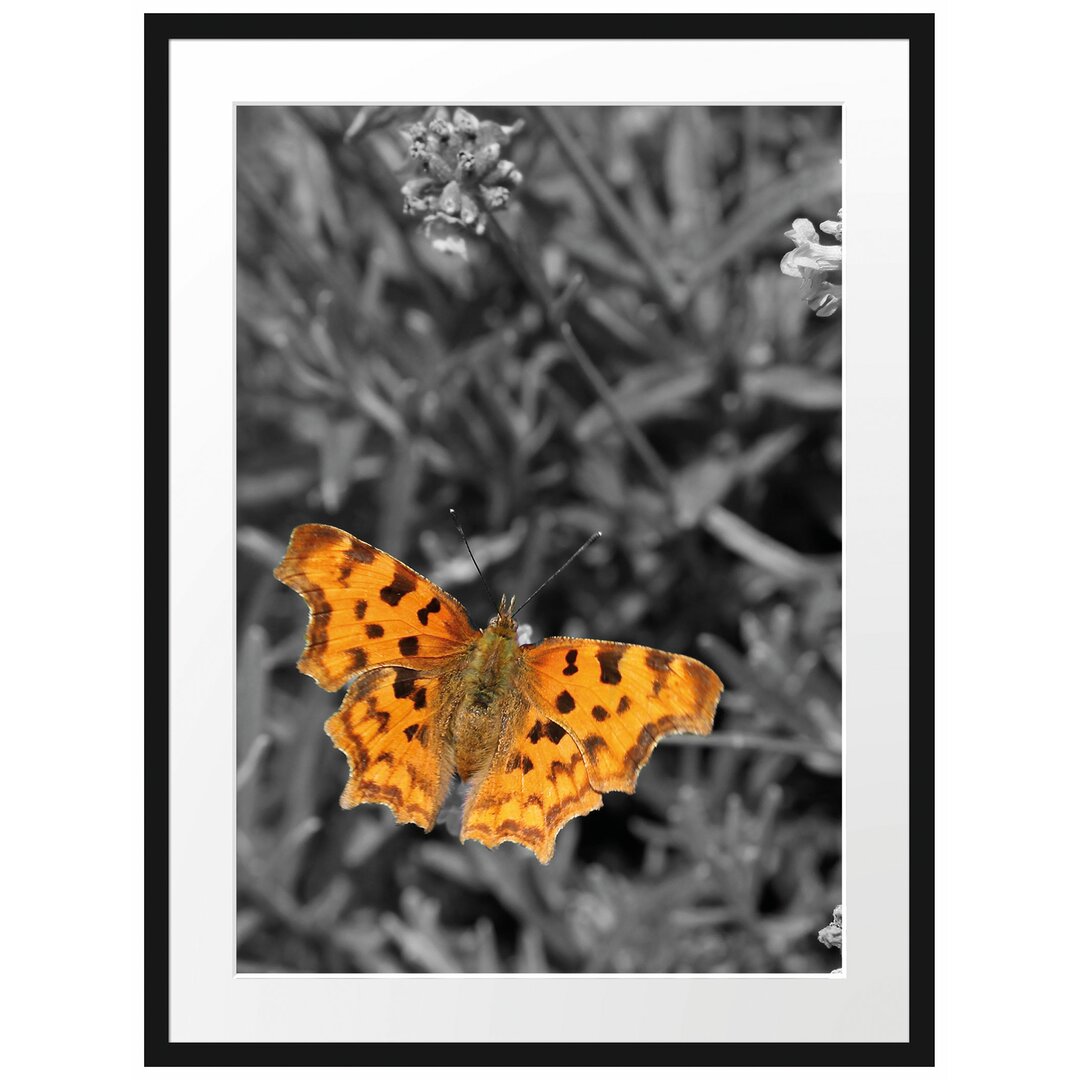 Schmetterling in Blumenwiese Gerahmter Fotodruck Poster