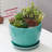 Indoor Ceramic Plant Pot – 7 Inch Turquoise Decorative Planter with Drainage Hole and Attached Saucer