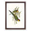 Red-Capped Parakeets by Elizabeth Gould - Picture Frame Painting Print-55598492-55598493