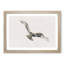 Osprey Bird - Framed Print-56915081-56915082
