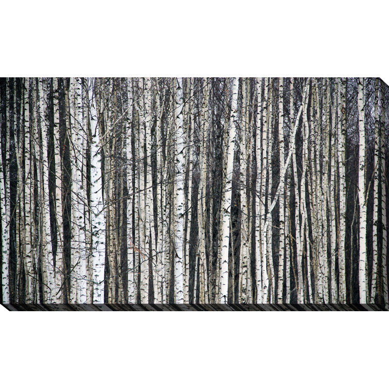 « birchinging around », impression sur toile tendue, H 28 po x l 48 po x P 1,5 po