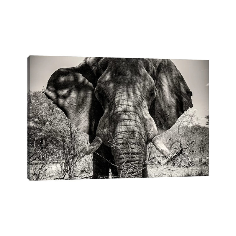 Elephant Portrait by Philippe Hugonnard - Gallery-Wrapped Canvas Giclée on Canvas, Wrapped Canvas, 20.32 cm H x 30.48 cm W