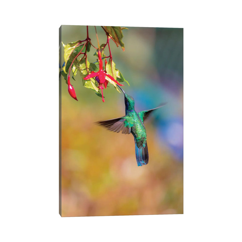 Central America, Costa Rica. Male Lesser Violetear Hummingbird Feeding. by Jaynes Gallery - Wrapped Canvas Gallery-Wrapped Canvas Giclée