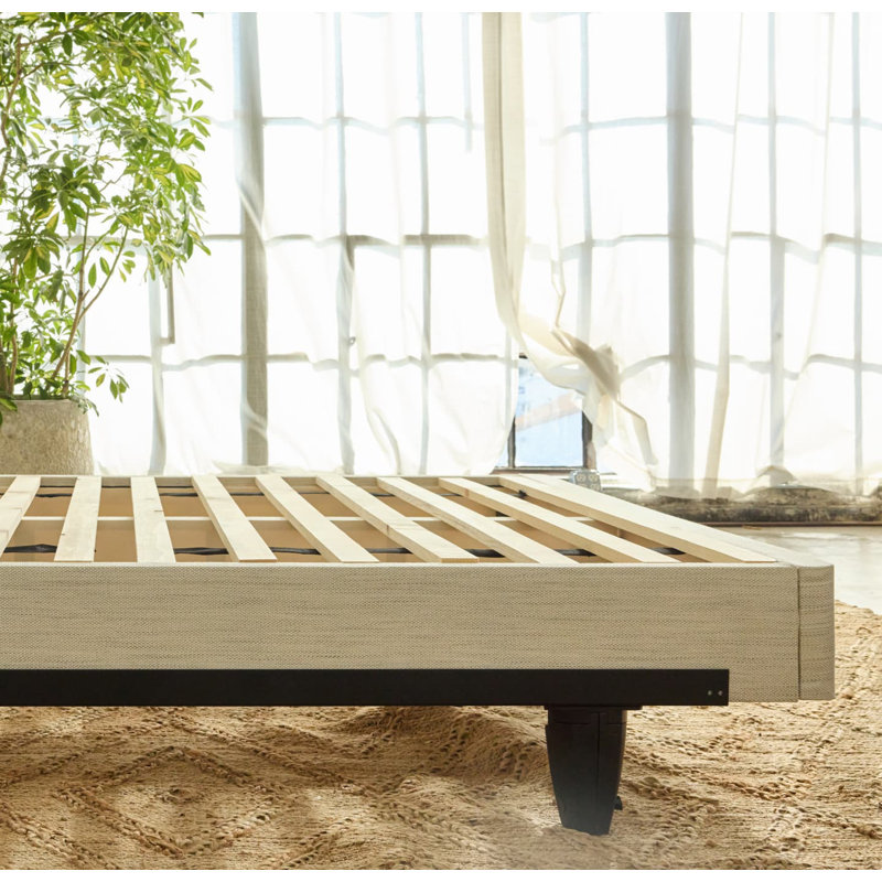 Avocado Foundation, Queen