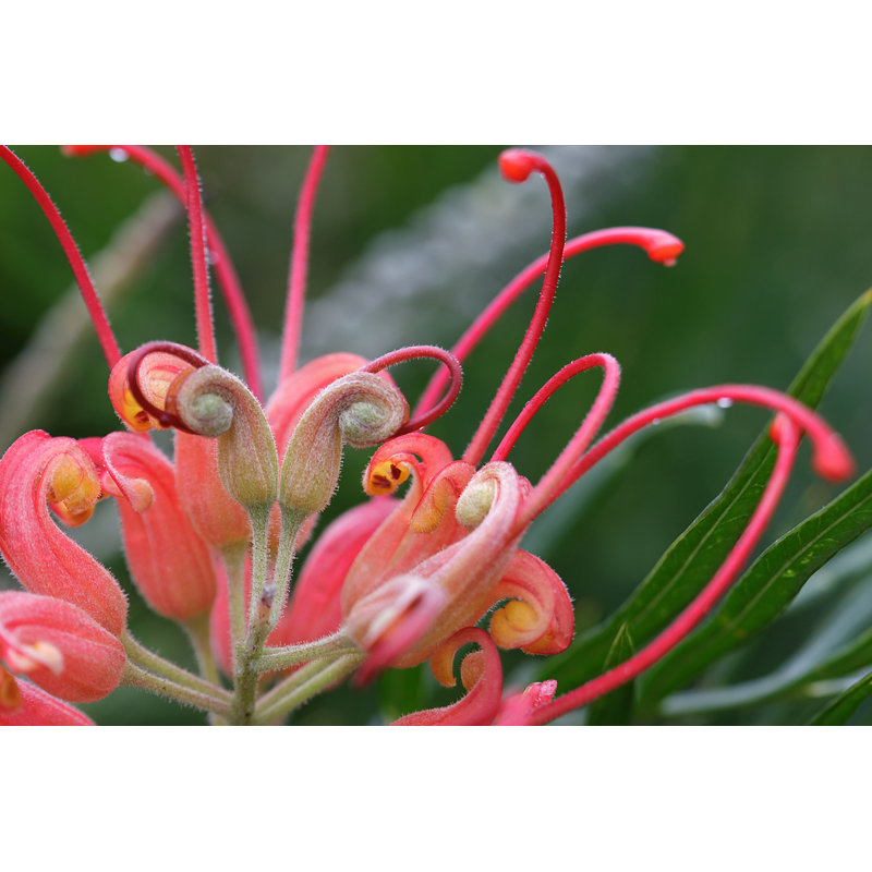 Gros plan sur des fleurs de Grevillea - photographie sur toile tendue, H 8 po x l 12 po