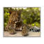 «Leopard Gazing Relaxation», estampe numérique, conception par MJ Photographie-862477196-862477200