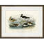 European Oyster Catcher Painting