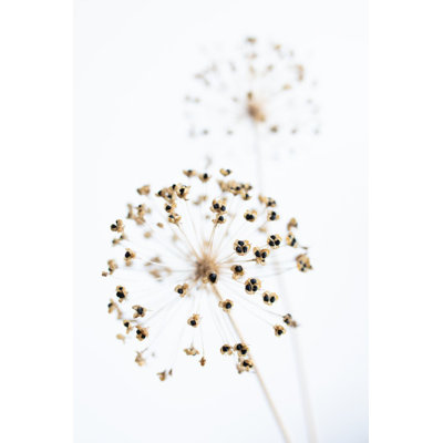 Dried Flower_2