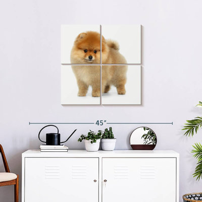 Brampt Miniature Pomeranian Spitz