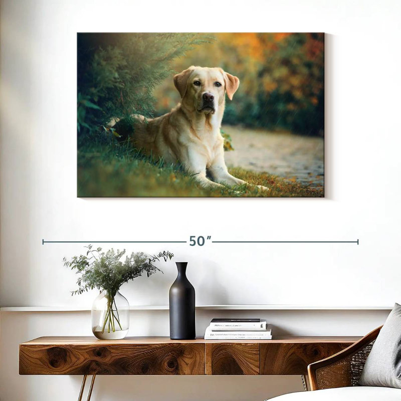 Brampt Labrador Retriever Mix, 26" H x 39" W