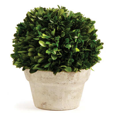 Boxwood Topiary in Ceramic Pot