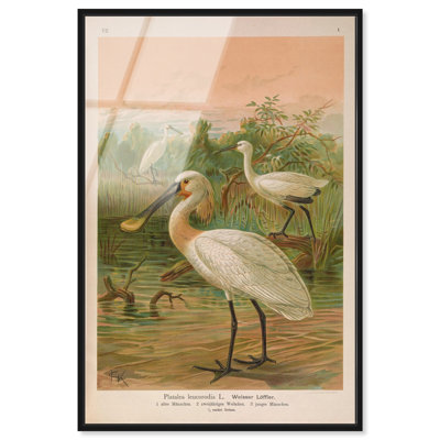 Eurasian Spoonbill Framed Acrylic Print Vintage Animal Art by Art Remedy, Black Frame, 30 x 45