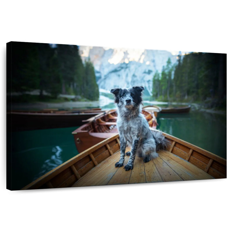 Border collie sur bateau, H 8 po x l 12 po