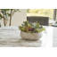 PLANT 14IN Round Succulent Arrangement, Natural Pot-80285221