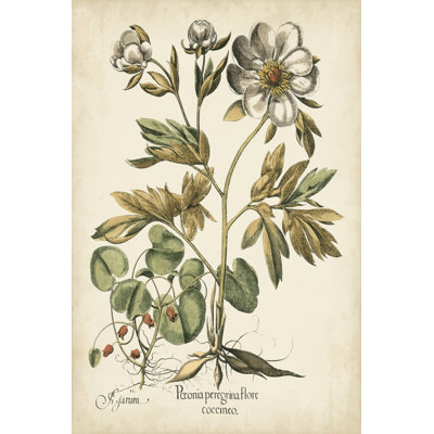 Ivory Peonies III by Basilius Besler - Wrapped Canvas Print