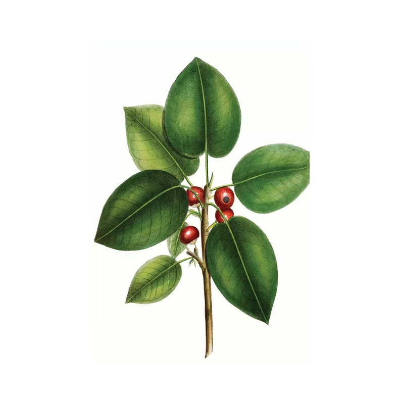 Short Leaved Fig Tree by Thomas Nuttall - Gallery-Wrapped Canvas Giclée on Canvas, 20.32 cm H x 30.48 cm W, Canvas