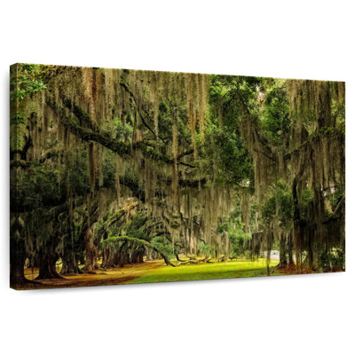 Sireci Spanish Moss