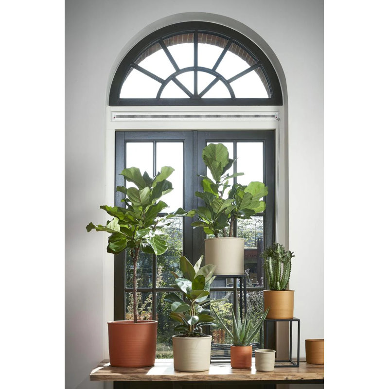 Momo Ceramic Pot Planter
