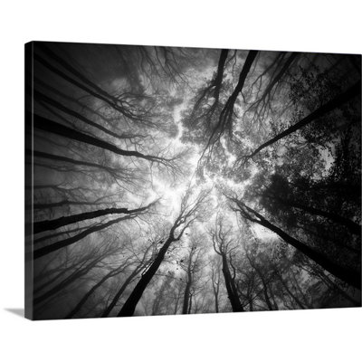 Tree Tops Photographic Print on Canvas