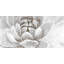 Delicate White Chrysanthemum Print On Canvas-98694244