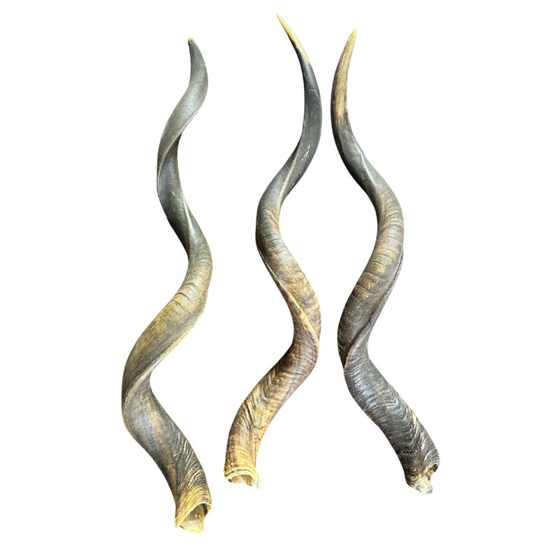 African Kudu Antelope Horn XXL