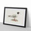 Male Black-Headed Gull by Von Wright - Framed Print-55576870-55576875
