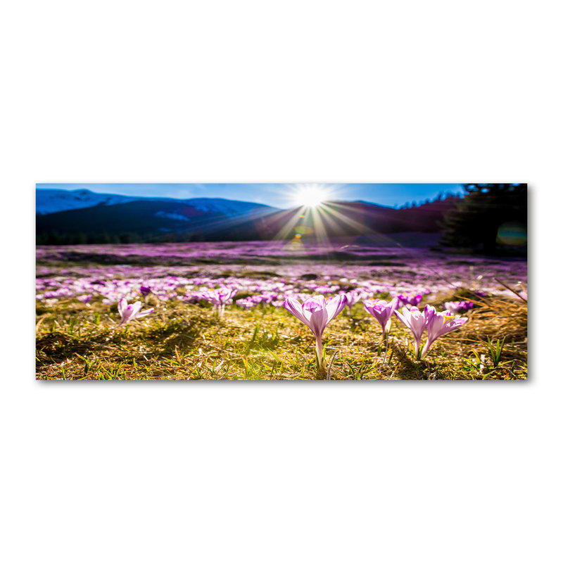 Crocusesi N The Clearing - Wrapped Canvas Print