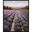 Lavender Fields Forever Print-49510721