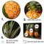 Doux ananas juteux délice-430985245-430985246
