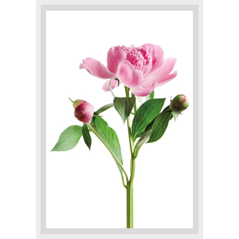 Rose - Single Picture Frame Print